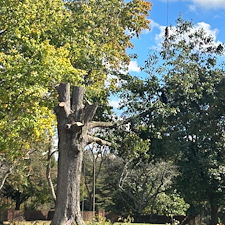 Tree-Removal-with-Crane-at-Woodlawn-Cemetery 6